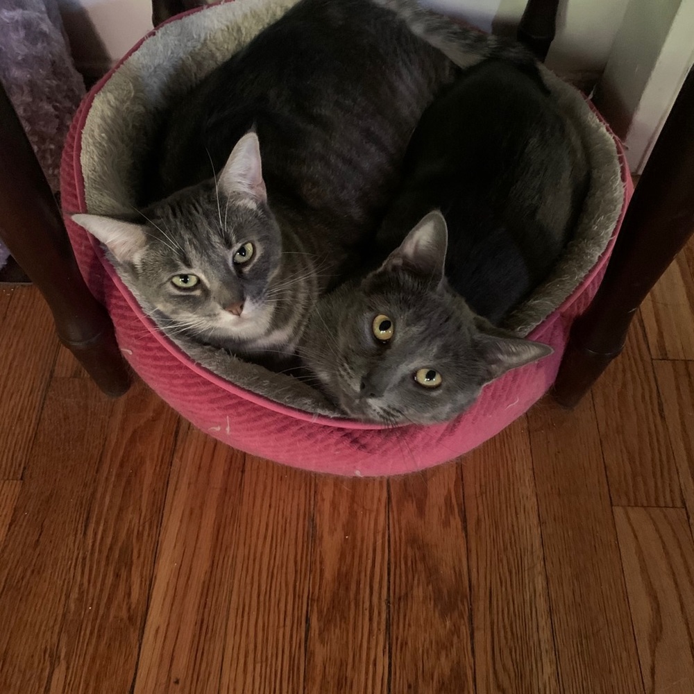 Meet your Posher, Donna